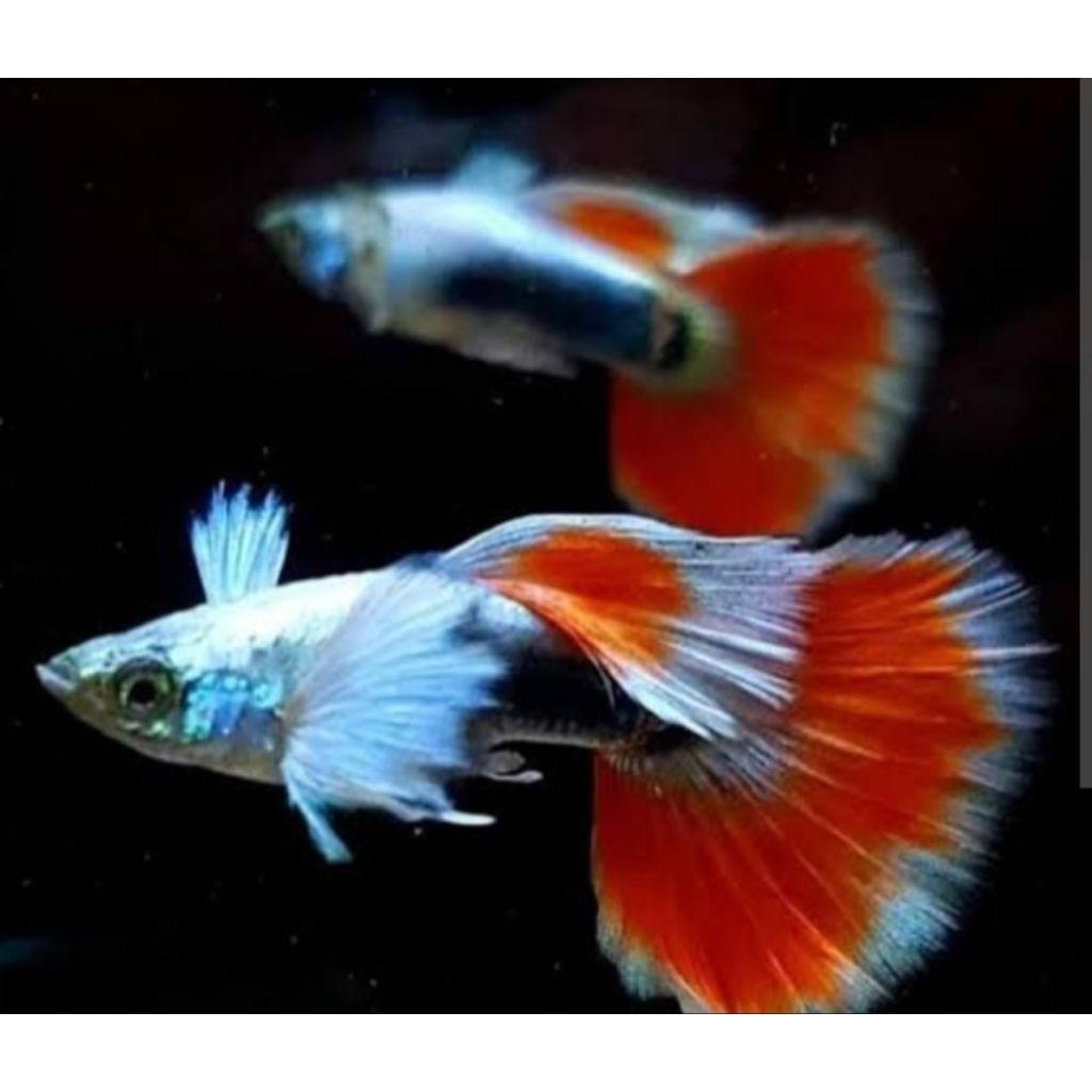 Santa Claus Satu Pasang Size Indukan Hiasan Aquarium |Ikan Hias Bozz Louhan|