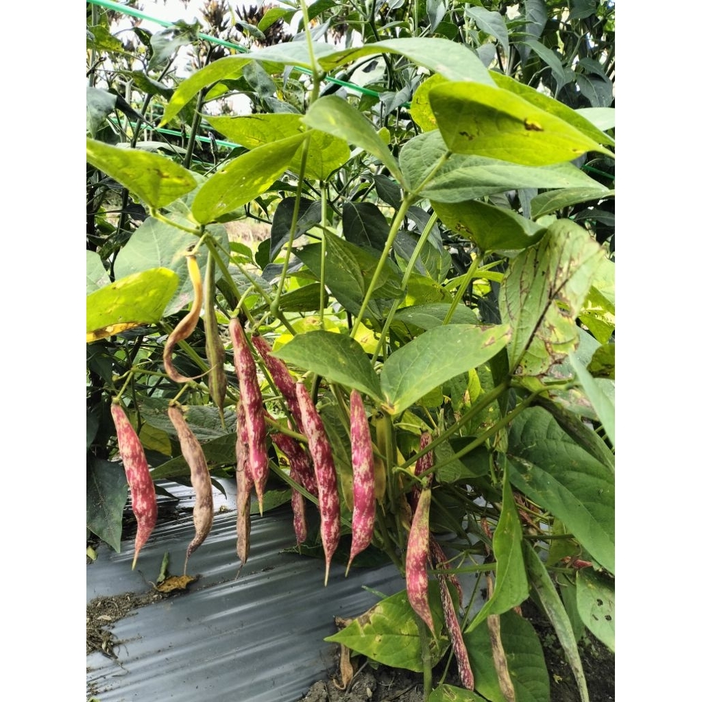 Bibit kacang merah/Kacang Jogo.