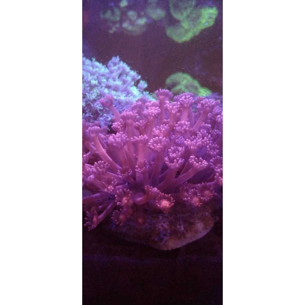 Trumbu Terumbu Karang Air Laut Batu Jeruk Merah