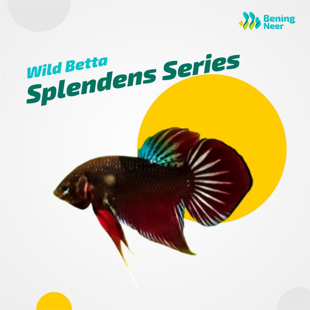 [Bening Neer] Wild Betta - Splendens Series