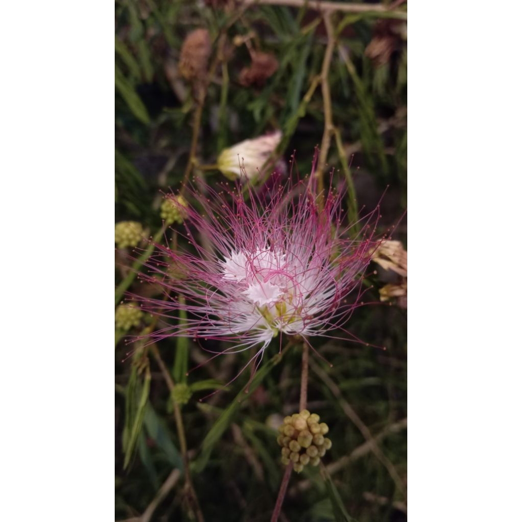 baju gambar bunga (booking)