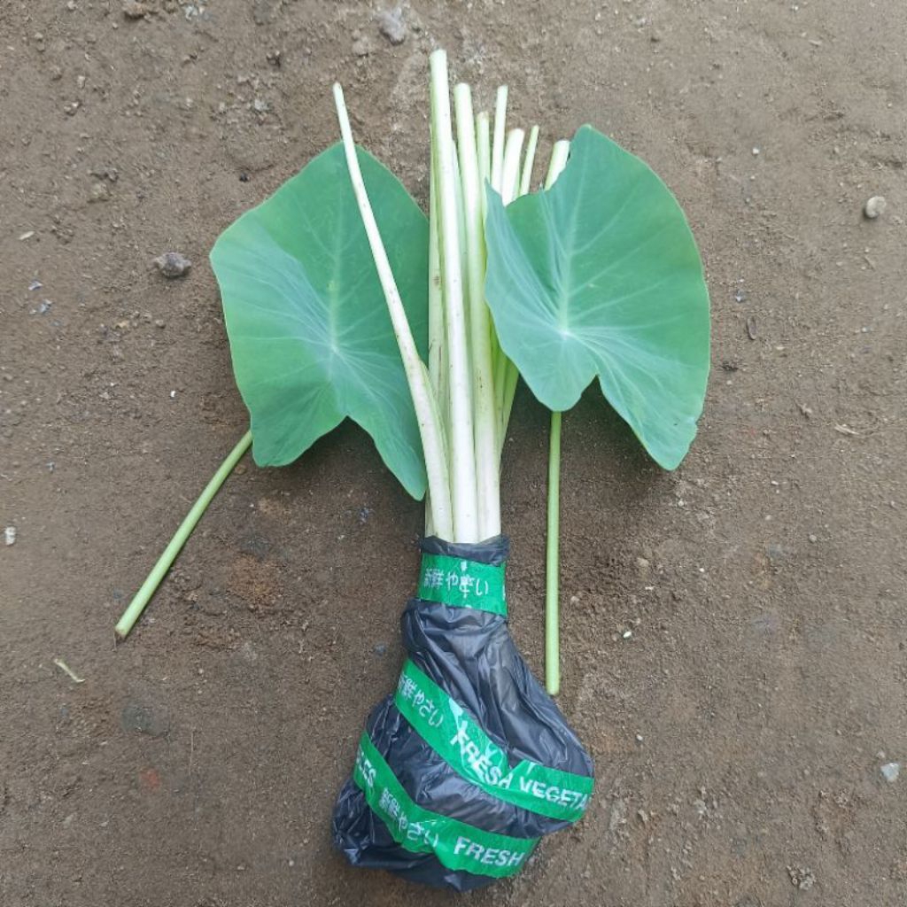 Bibit talas sayur,talas Bogor siap tanam 3pohon