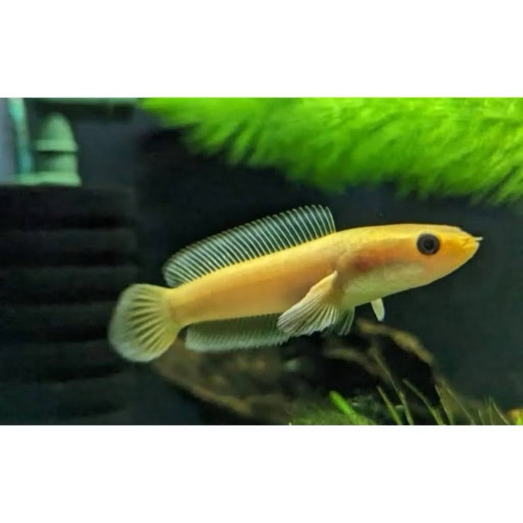 Limbata gold size 3 cm istimewa