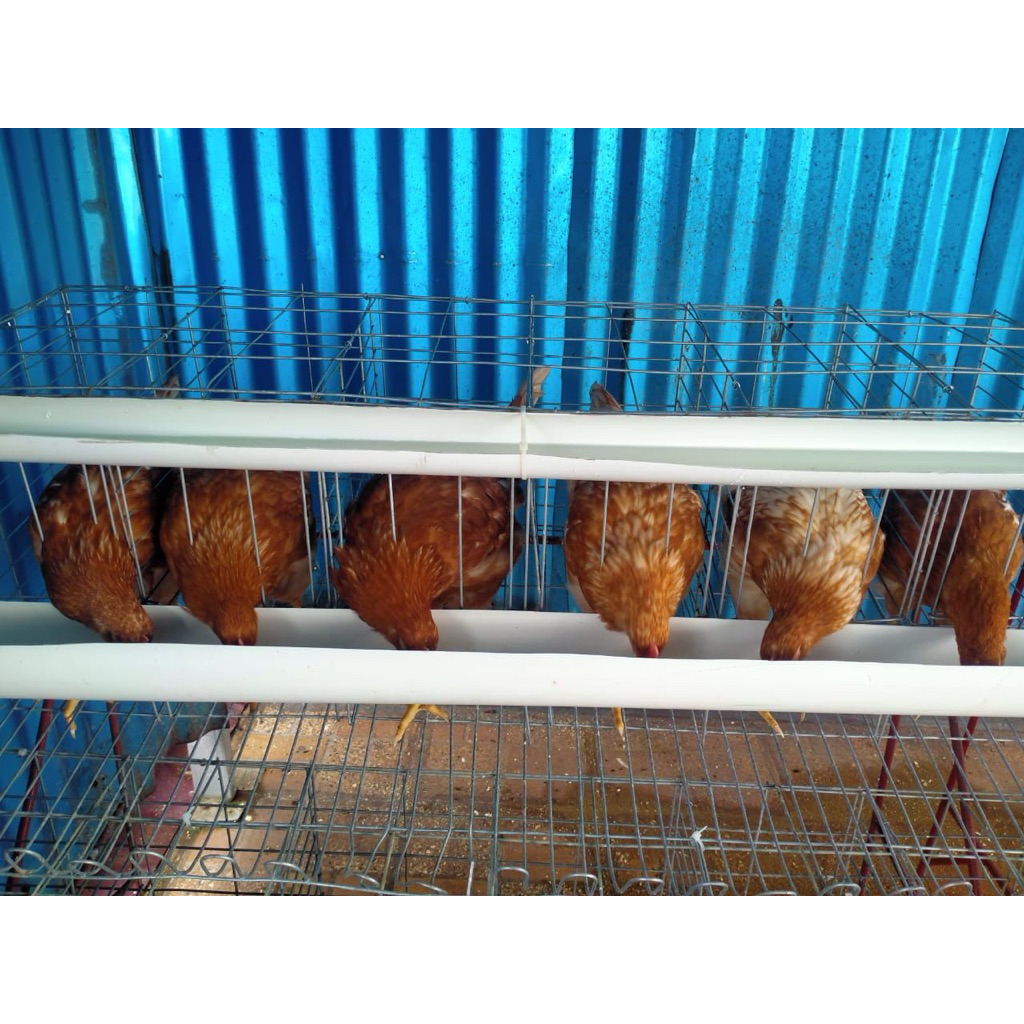 AYAM PETELUR ISA BROWN USIA 12-16 MINGGU / HARGA PER EKOR