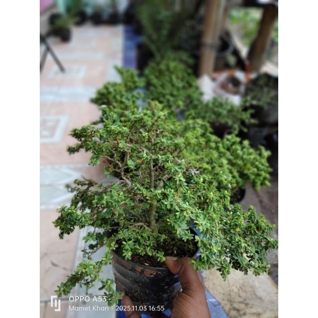 Saeng simbur super mikro Thailand