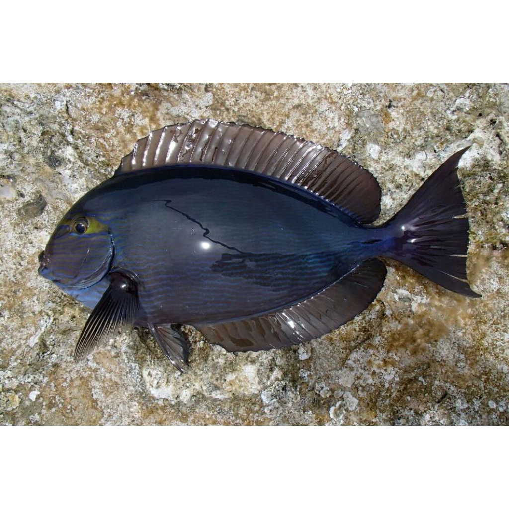 IKAN HIAS LAUT BOTANA LIRIS BIRU