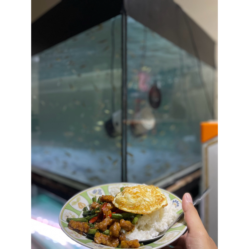 (stiker) Tor Putitora HB 6-8 cm