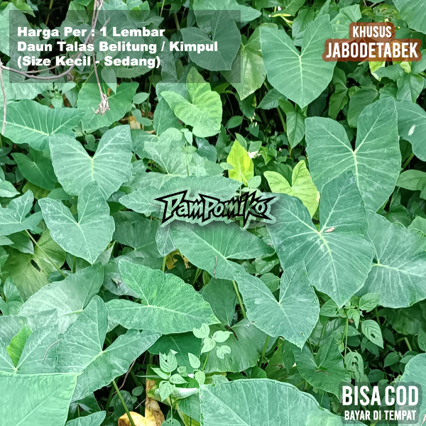 Daun talas Bogor/ fresh murah / bungkus buntil / masakan buntil segar lebar 1 lembar untuk pakan ika