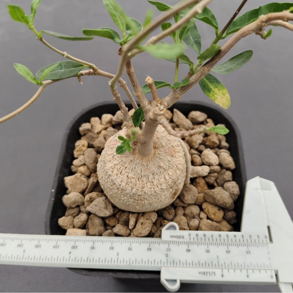 Tanaman Caudex Fockea edulis ukuran Medium