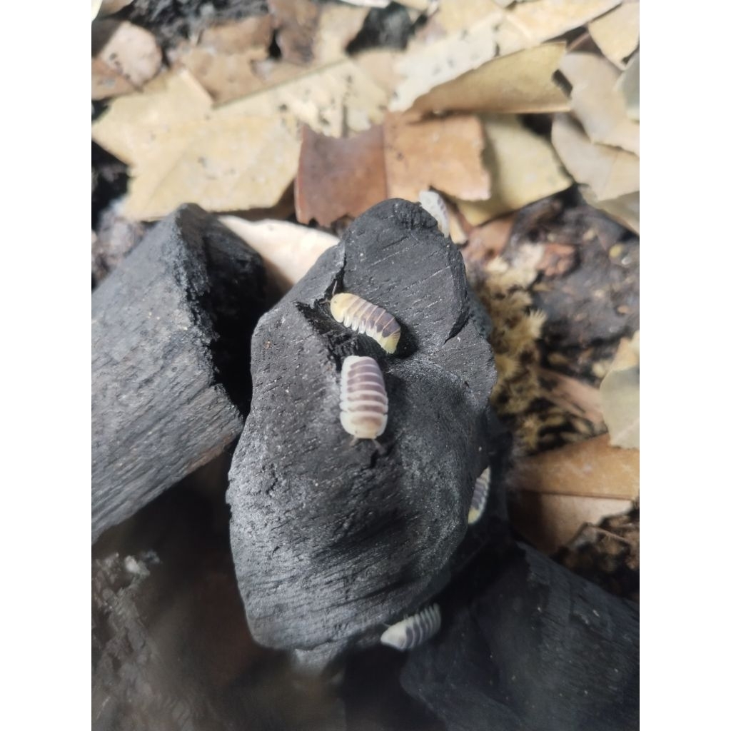 Cubaris Sp Jupiter