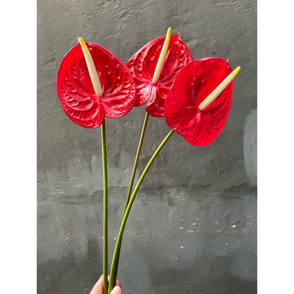 Anthurium merah bunga potong segar