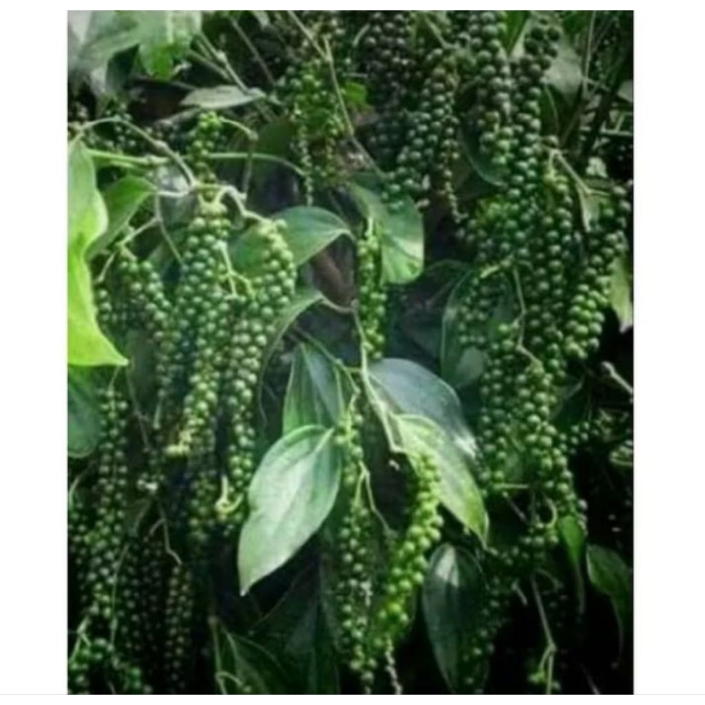 BIBIT LADA MERICA TERMURAH