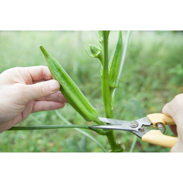 COD - Bibit Okra Hijau