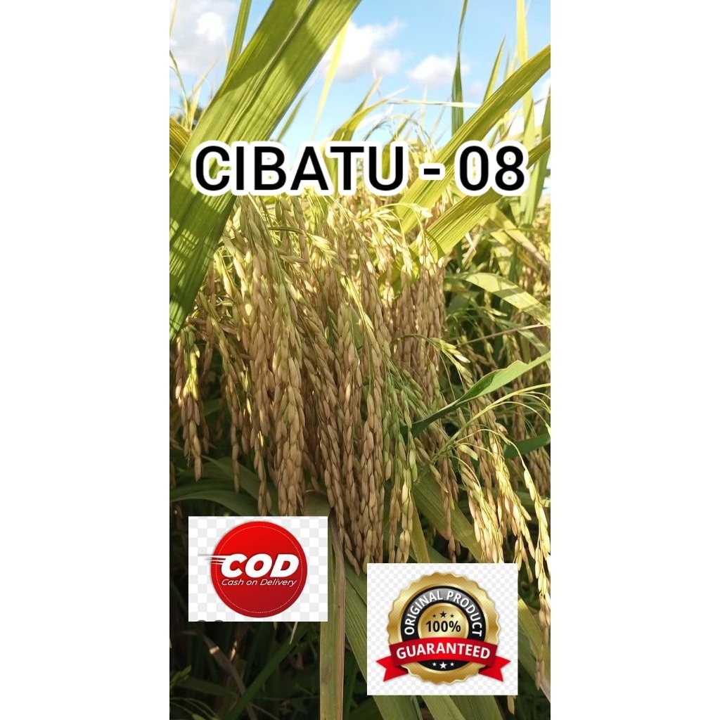 5KG BENIH CIBATU -08 BERKUALITAS SUPER
