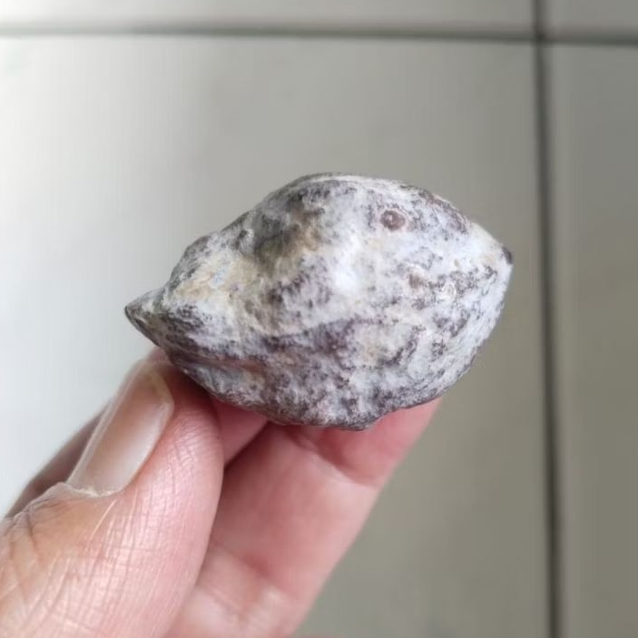 Kemiri Adu Muncang Adu Jayanti Rajabatok Ori Urgen Full Tua