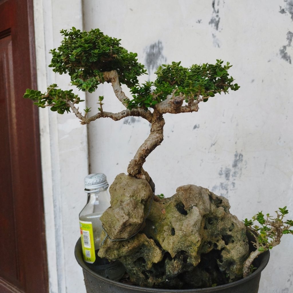 Bonsai Sancang Varigata OTR