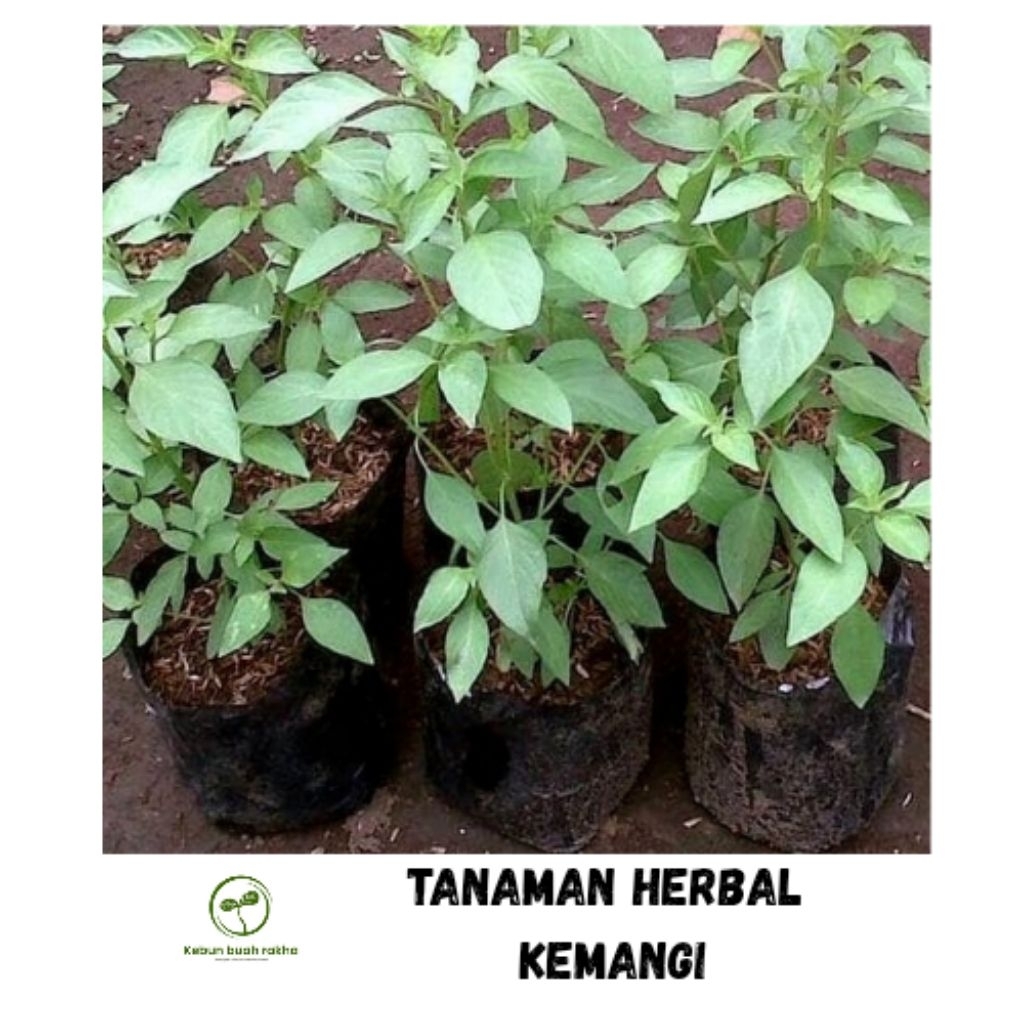 Bibit tanaman kemangi tanaman herbal siap tanam