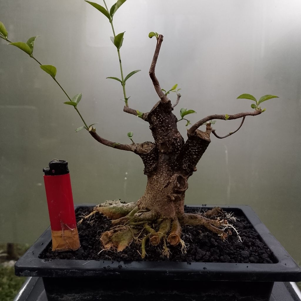 Bahan bonsai mame small anting putri