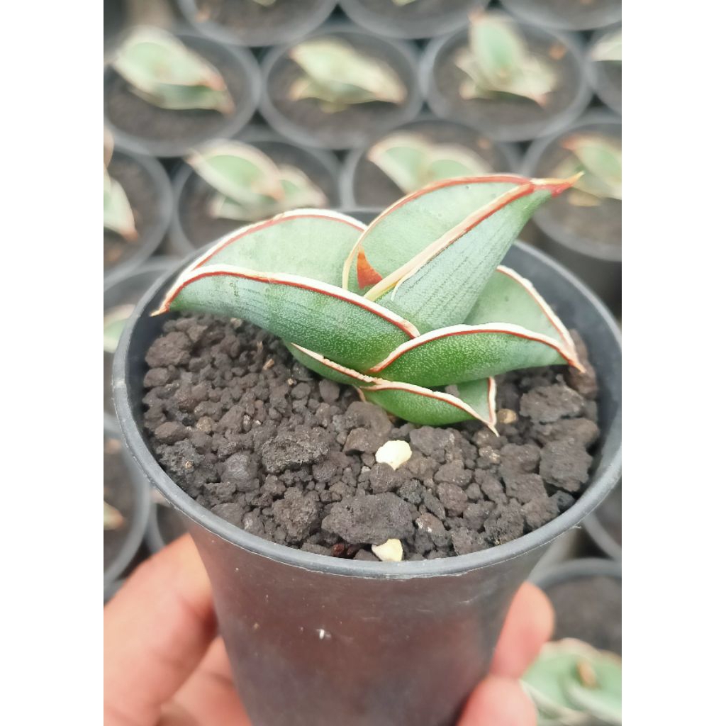 Sansevieria rorida pot 8 cm