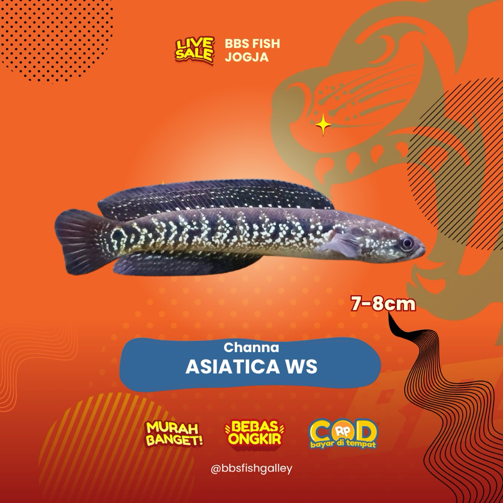 Asiatica WS full 7-8cm freesticker instan