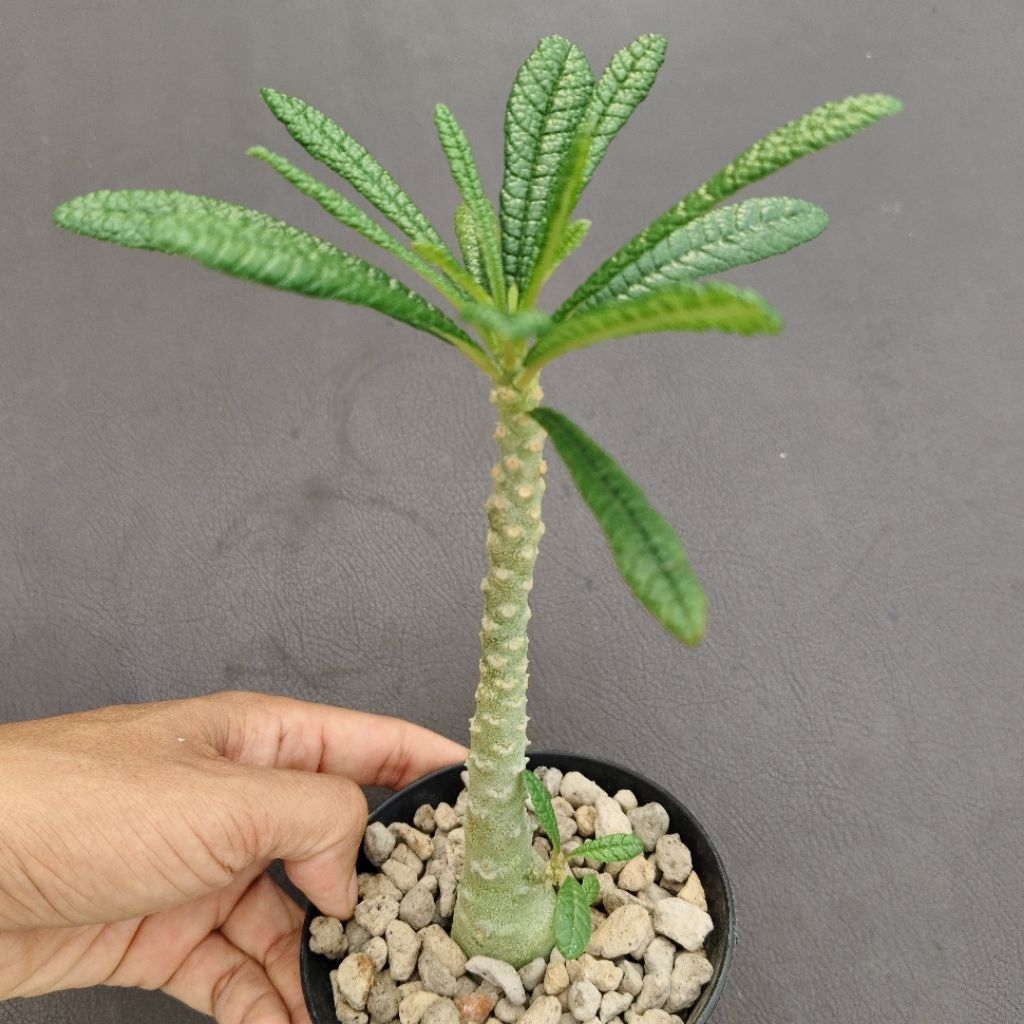 Tanaman Caudex Dorstenia gigas dari biji
