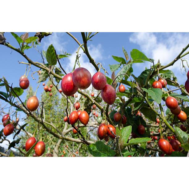 COD - Bibit Terong Belanda