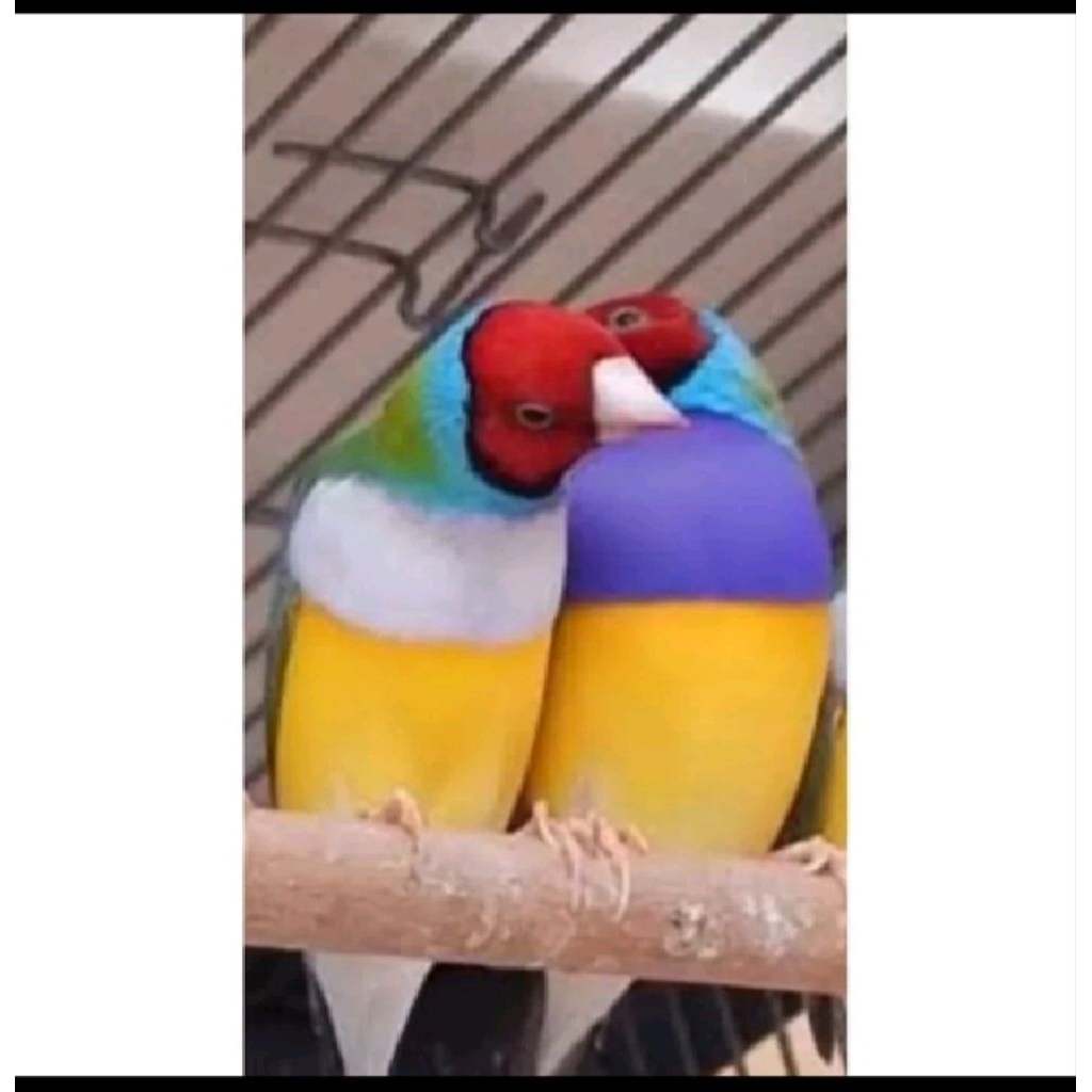 burung gold Amadine sepasang ternakan LOKAL