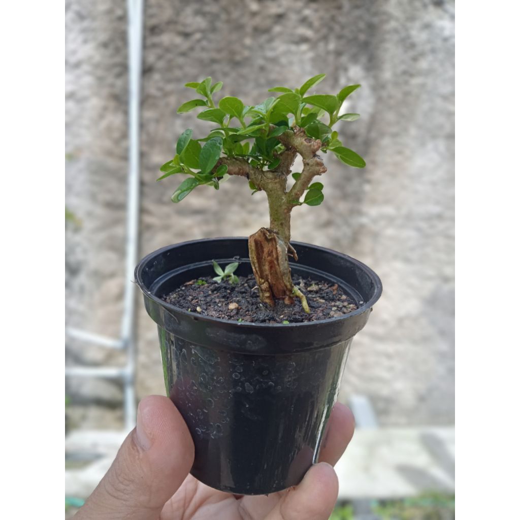 Bonsai Sancang Mame Shito