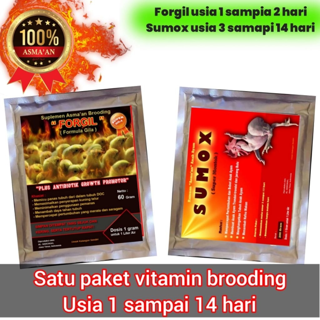 Forgil dan sumox ,satu paket brooding