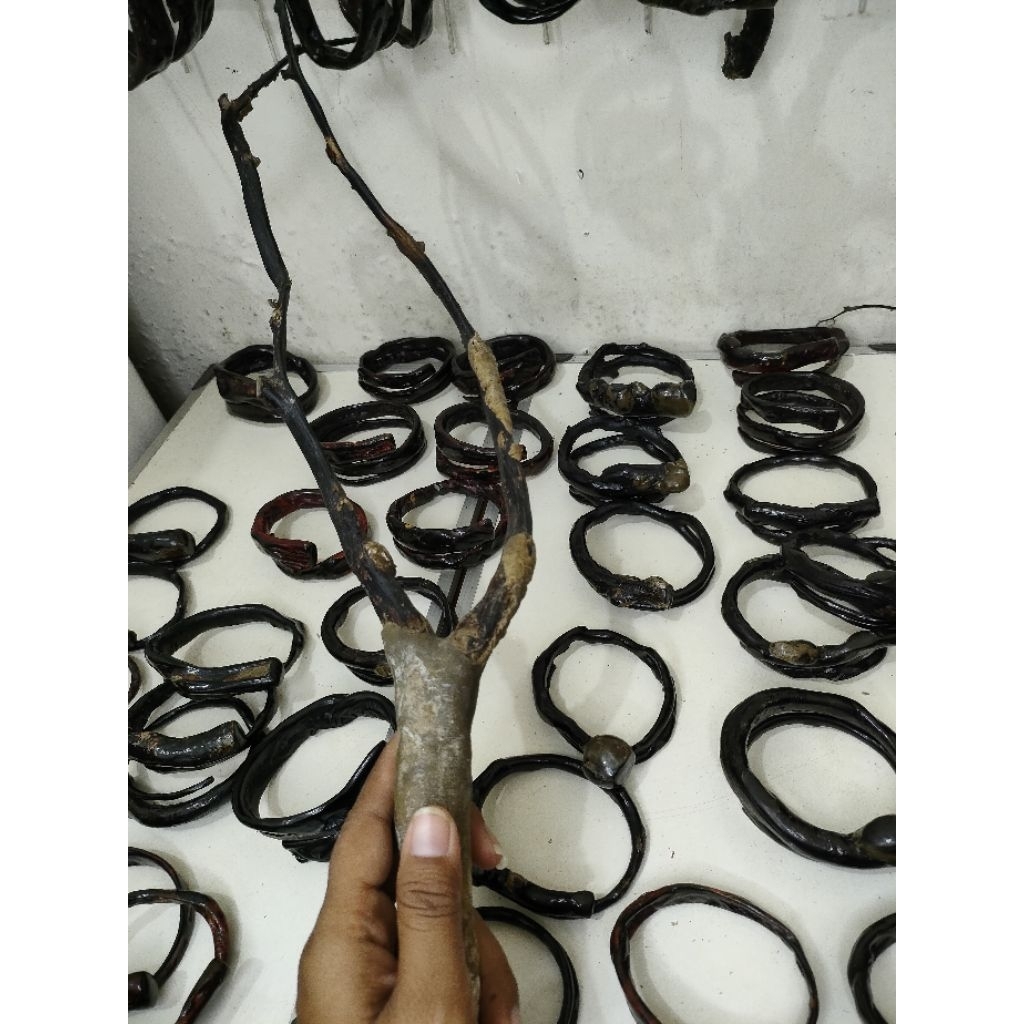 bahan Bahar hitam bonggol size jumbo ekor cabang/akar Bahar hitam bonggol ekor cabang size jumbo