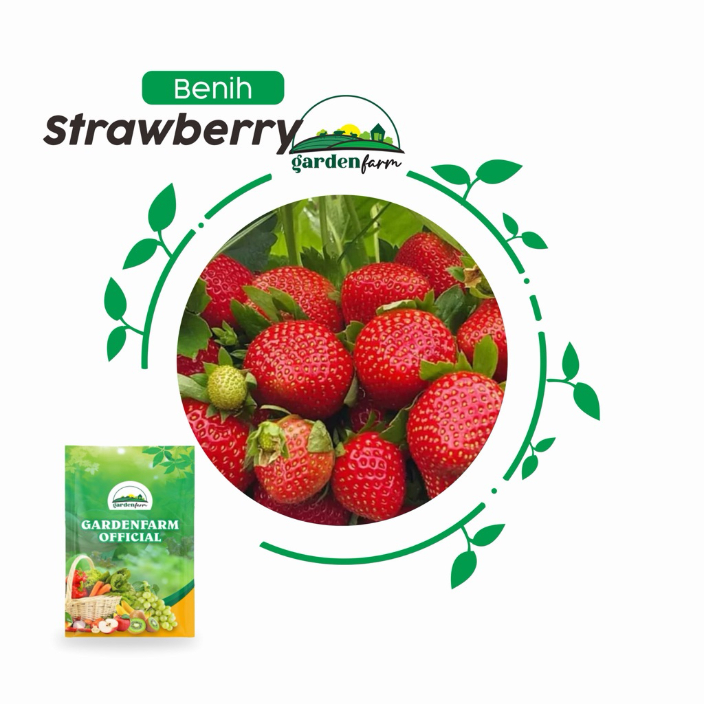 GARDENFARM - BENIH STRAWBERRY MANIS UNGGUL 300-1200 BIJI PREMIUM - BIBIT STRAWBERRY JUMBO - BIBIT ST