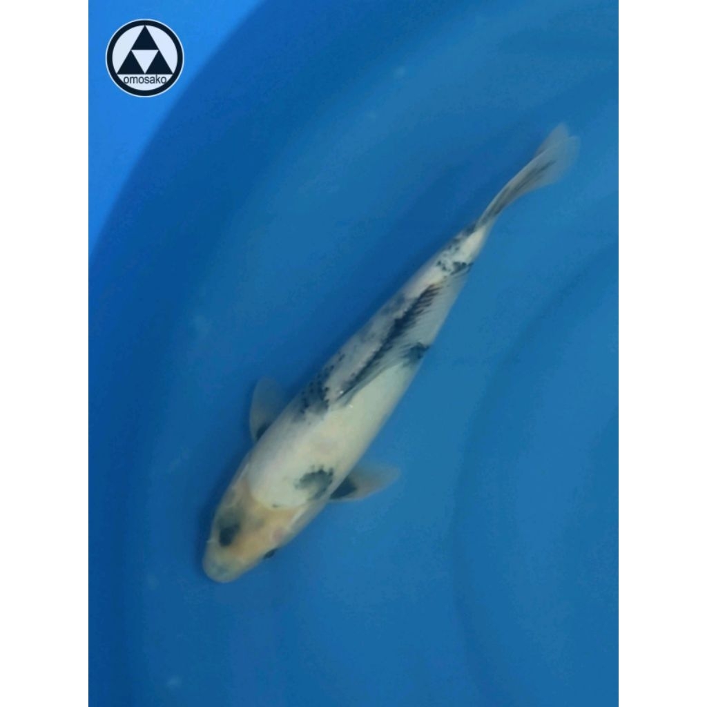 Ikan Koi Shiro Tategoi Omosako Farm 30BU Sertifikat Import Jepang