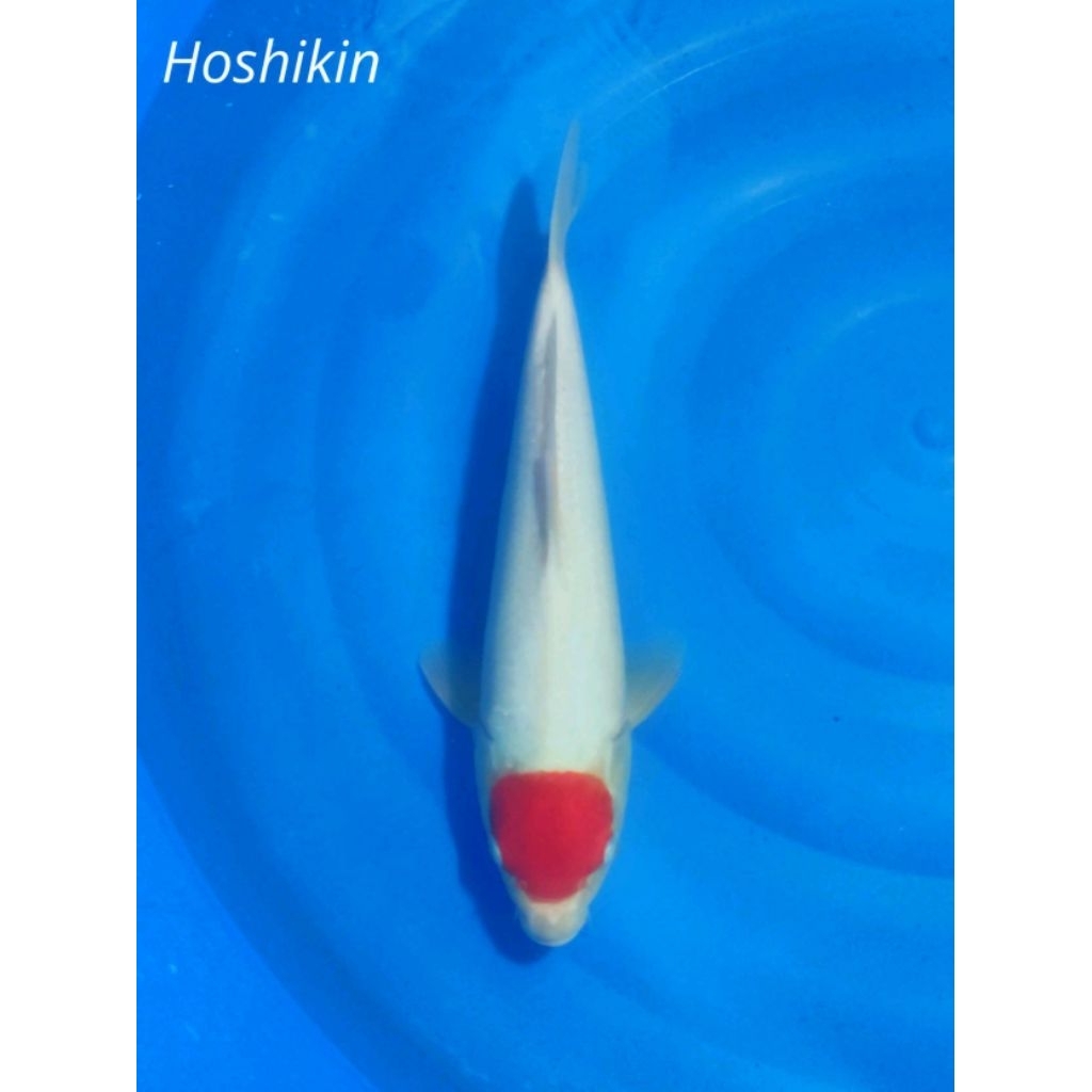 Koi Tancho Kohaku Hoshikin 40BU Sertifikat Import Jepang (chip 6738)