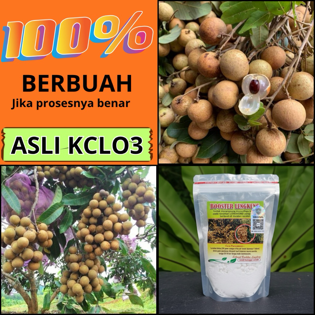 Booster Kelengkeng Itoh, Booster Kelengkeng Kclo3