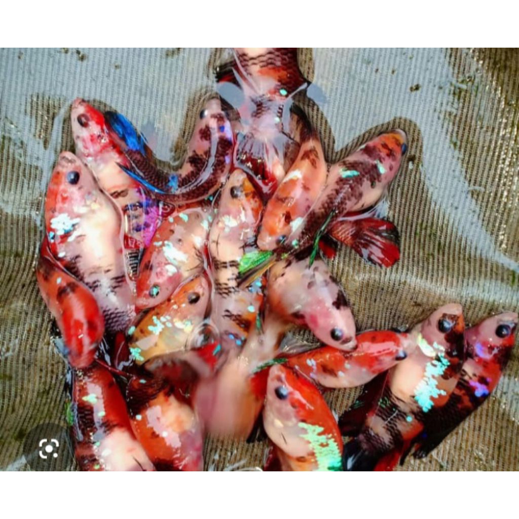 CUPANG BETINA KOI GALAXY