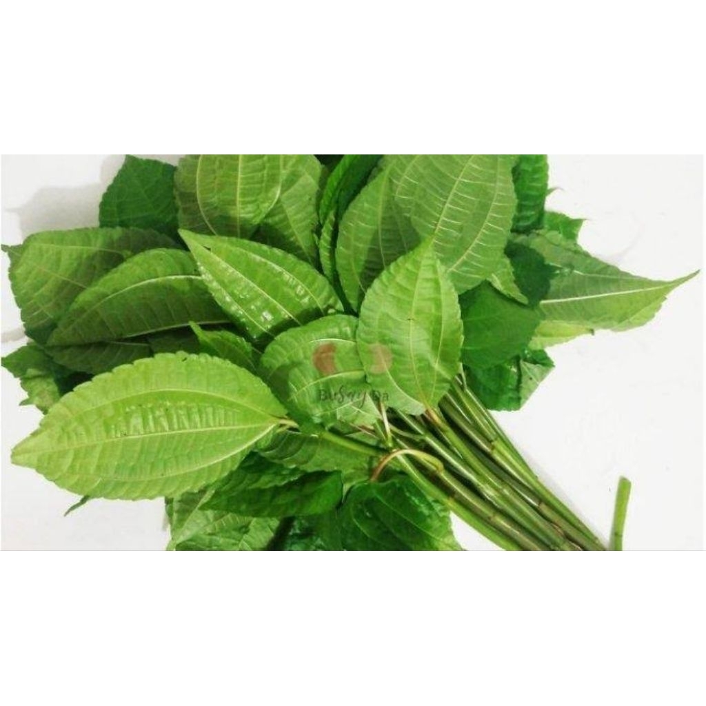 DAUN POHPOHAN/LALAPAN POHPOHAN Daun Pohpohan 250Gram Lalapan Pohpohan Bahan Alami Daun Pohpohan