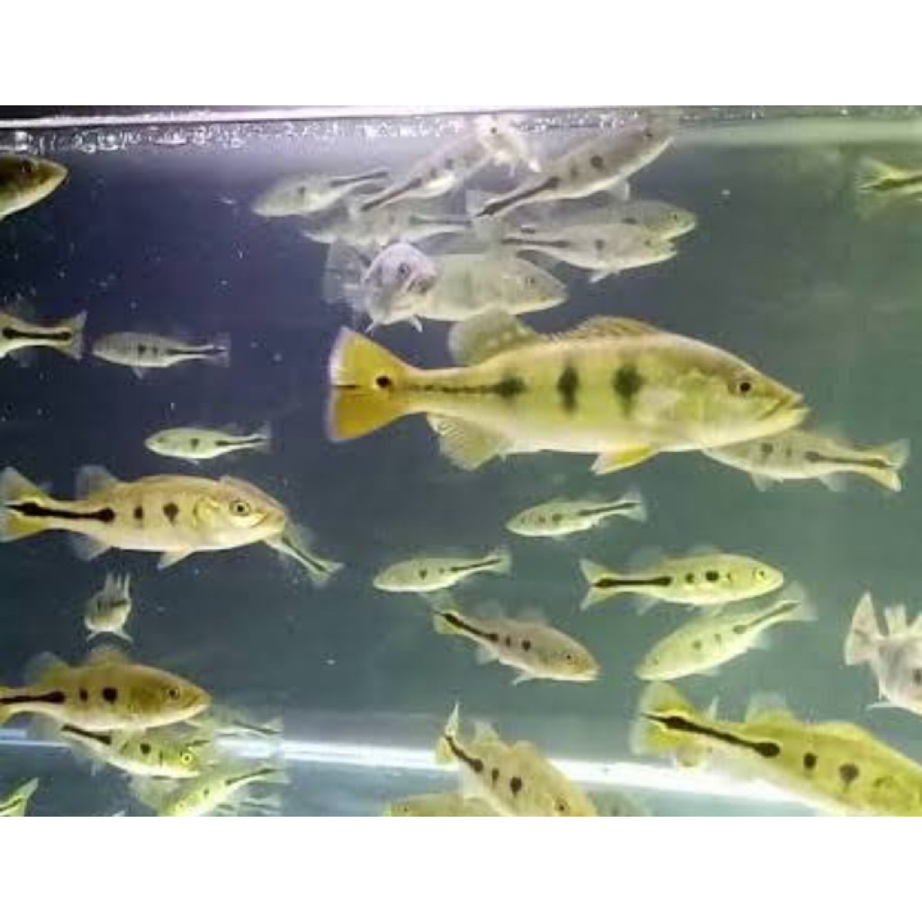 Pbas mono size 5 cm ful corak