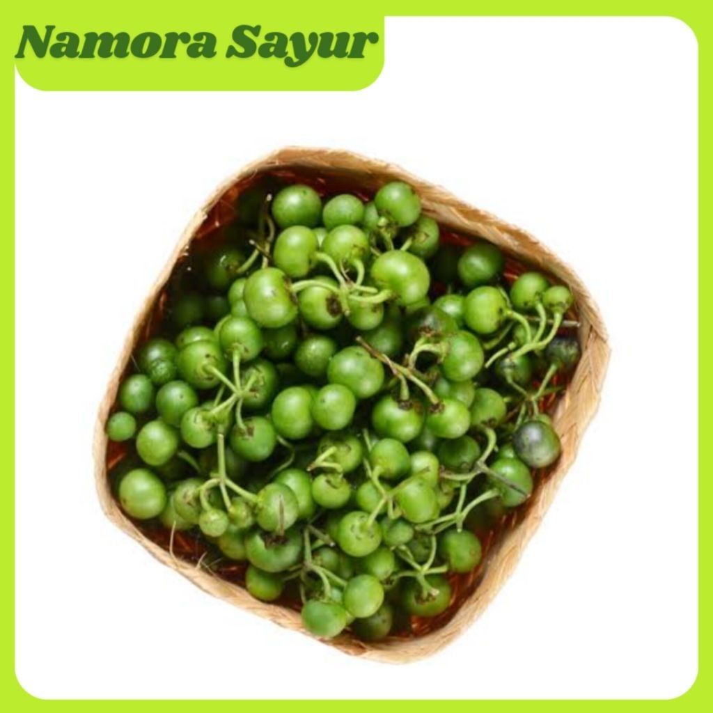 Leunca / Lenca Segar 1 Pack