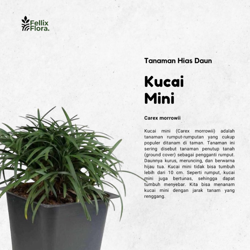 Tanaman Hias Rumput Kucai - Ophiopogon japonicus - Rumput Mondo