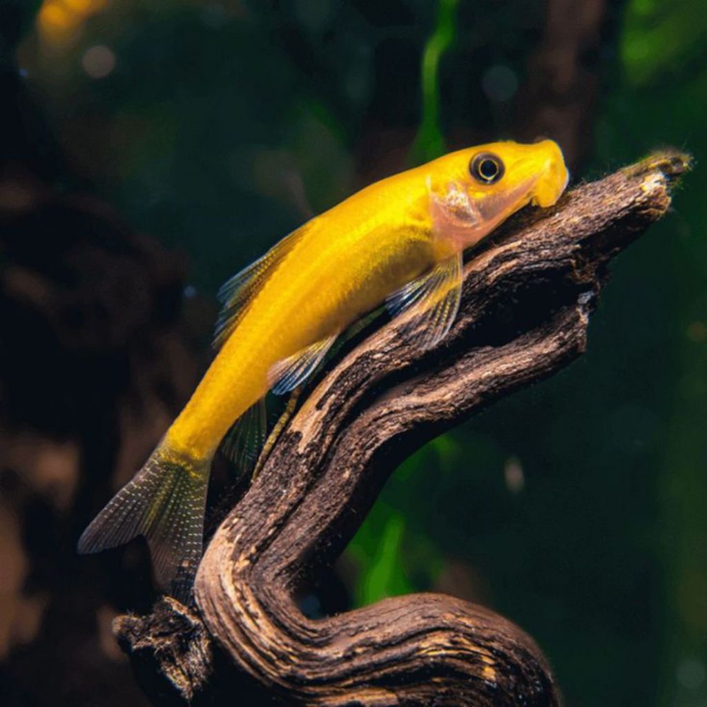 pembersih aquarium Chinese algae eater