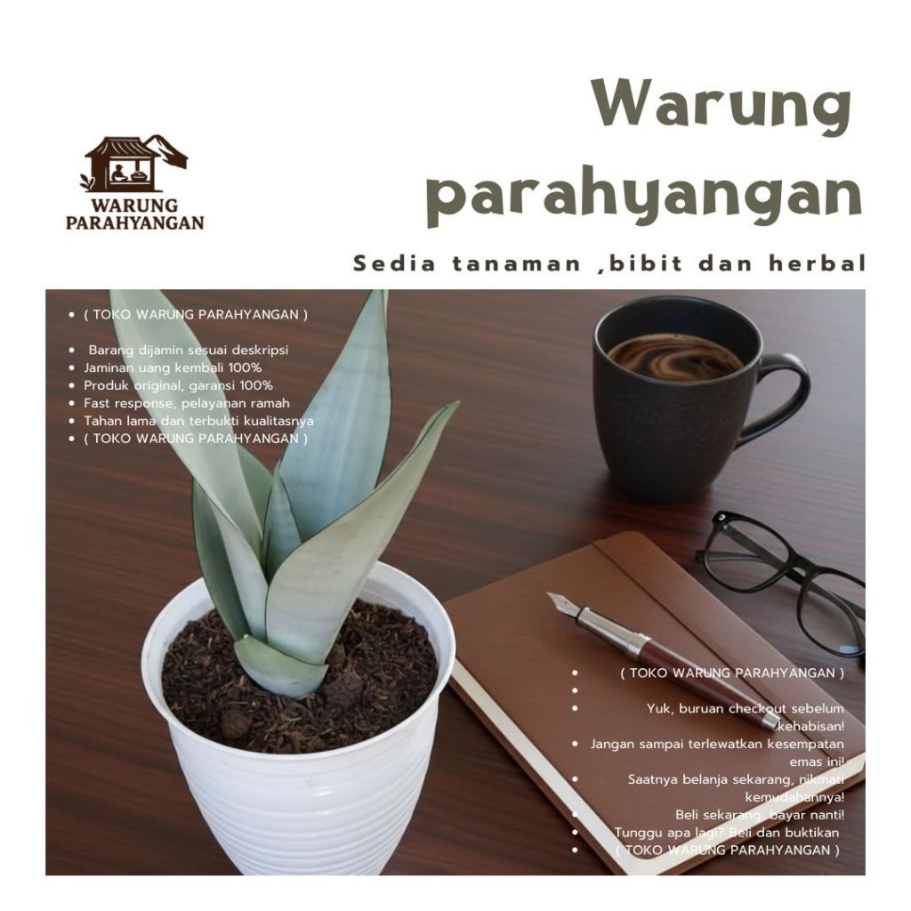 Lidah Mertua Silver - Sensivera silver - Lidah mertua