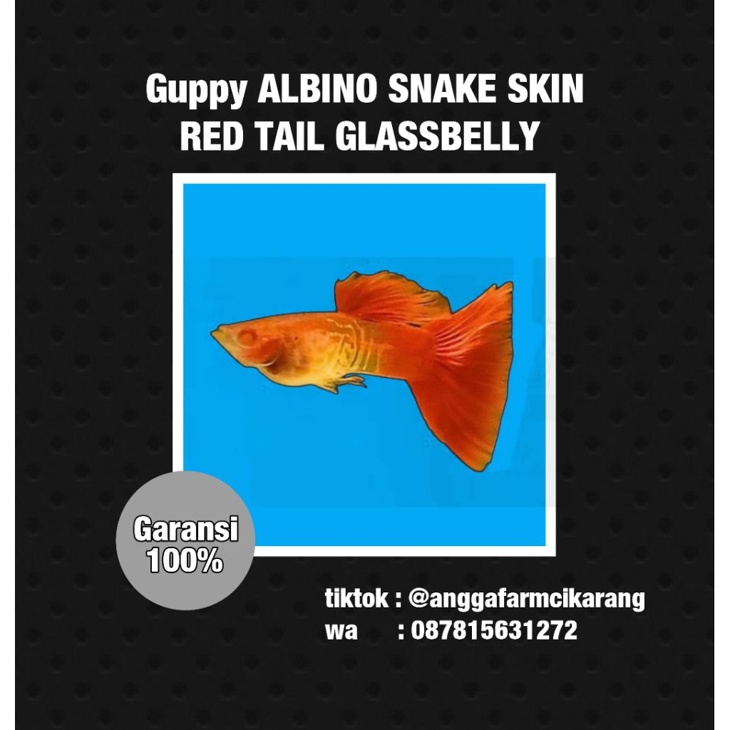 makanan sehat ikan Guppy Albino Snake Skin Red Tail Glassbelly