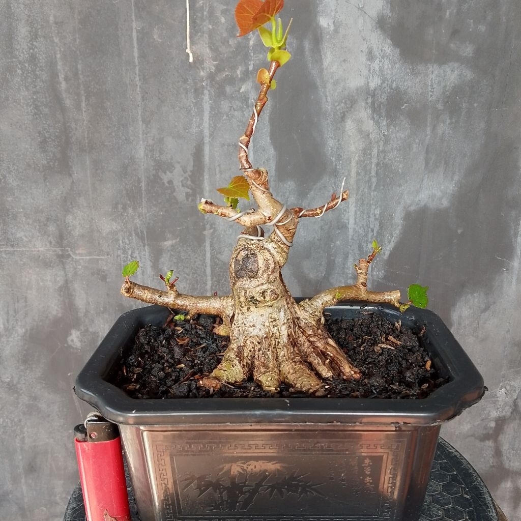 Bahan bonsai waru Taiwan prokar sesuai foto