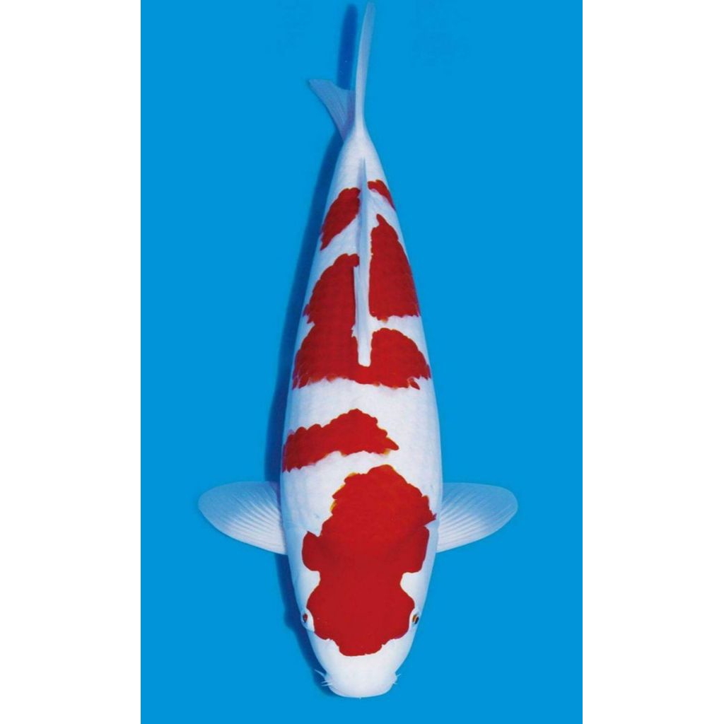 koi import jepang
