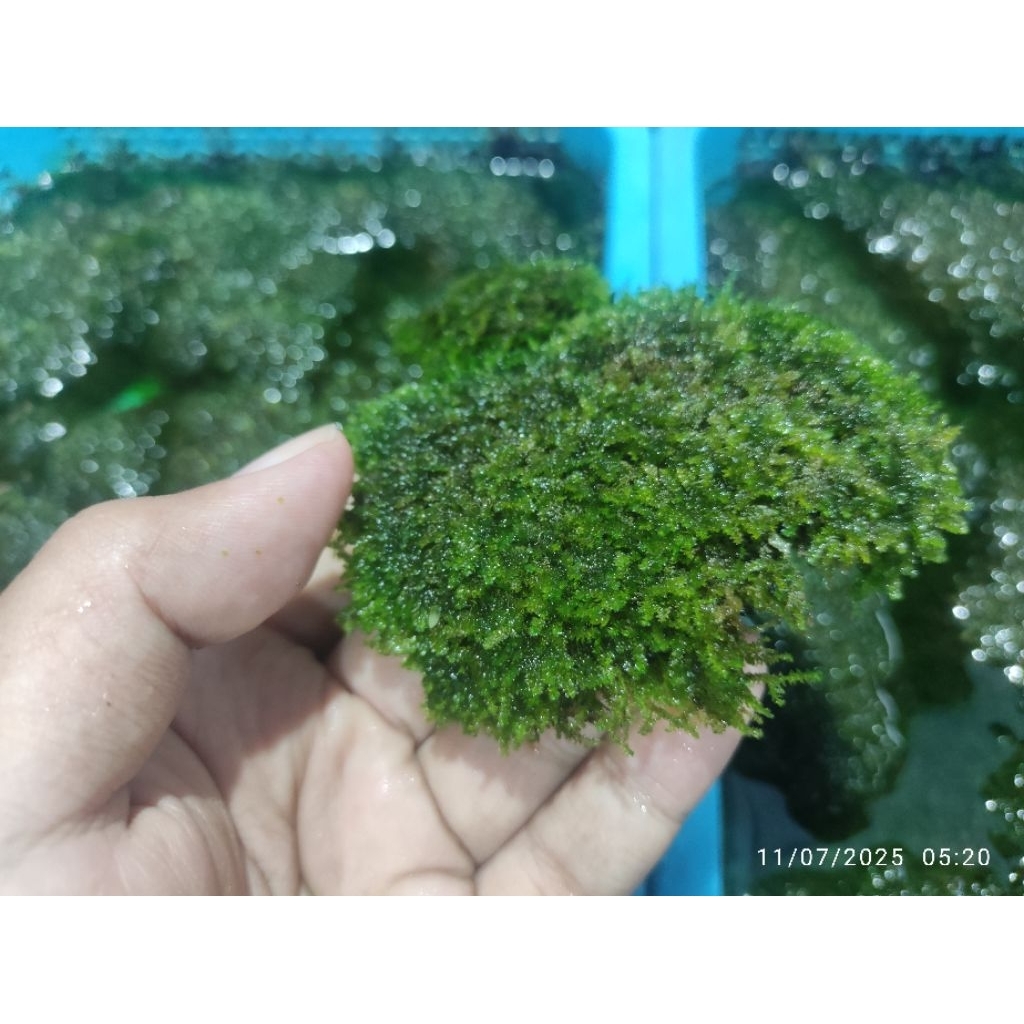 moss weeping tropica classic old weeping tropika