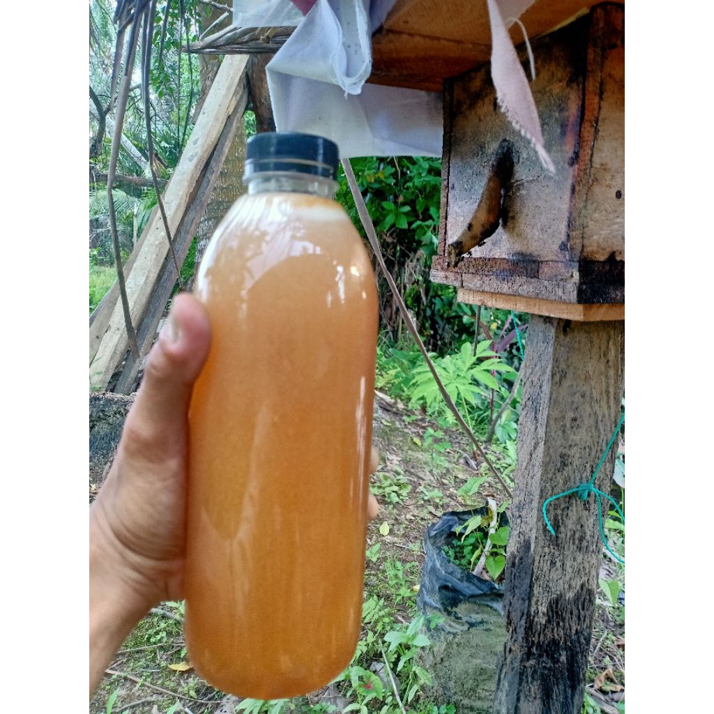 madu klanceng/ kelulut trigona itama 1liter/1,4 kg 100% madu murni