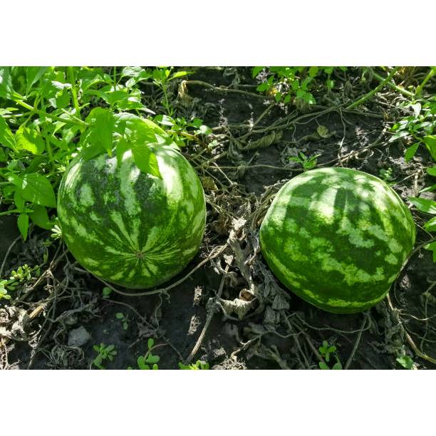 GARANSI - Bibit Semangka Non Biji