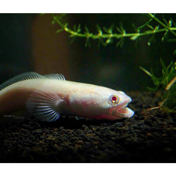 Jaydening Striata Albino Mata Merah(Channa) Garansi Pengiriman