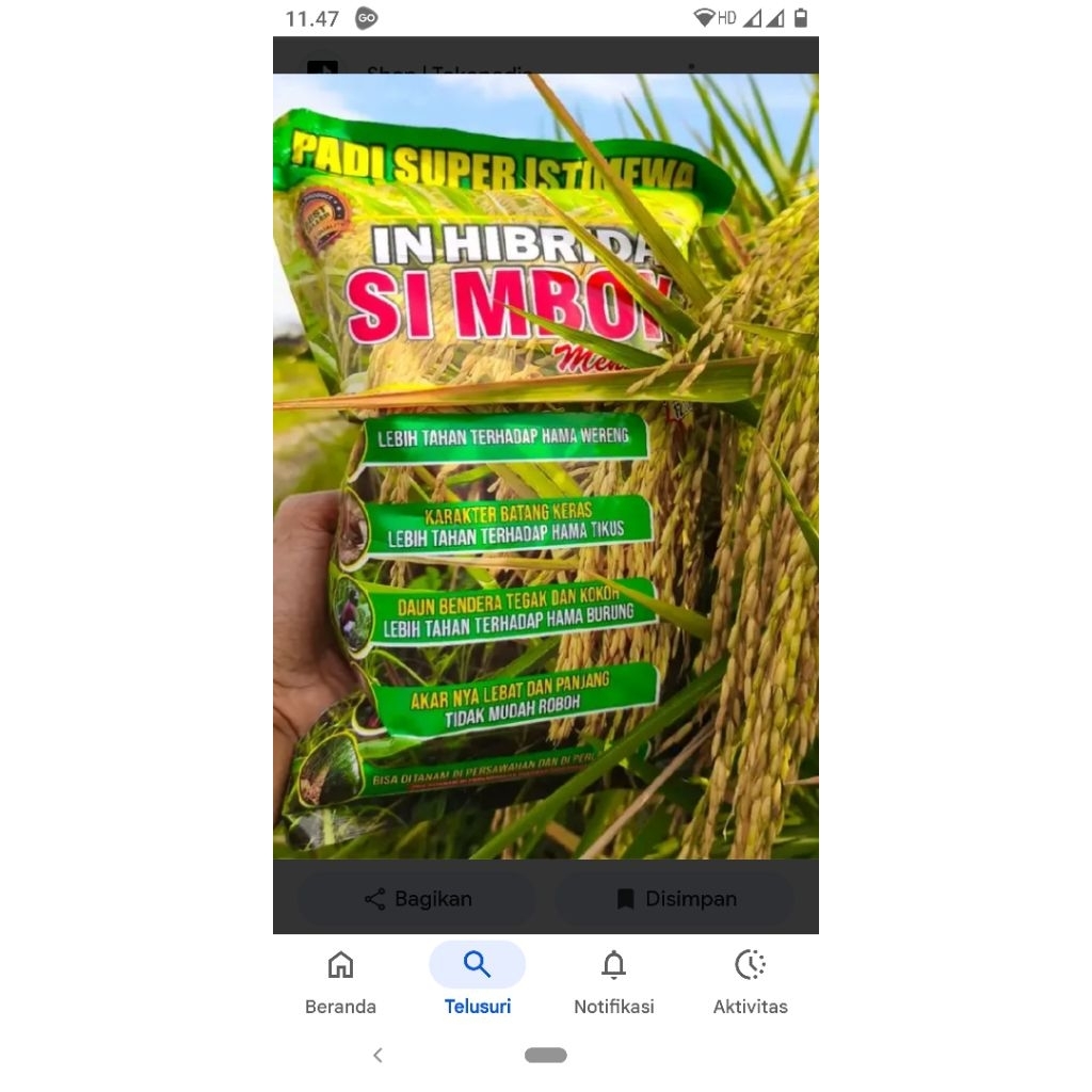 benih padi simbok 5kg berkualitas tinggi asli