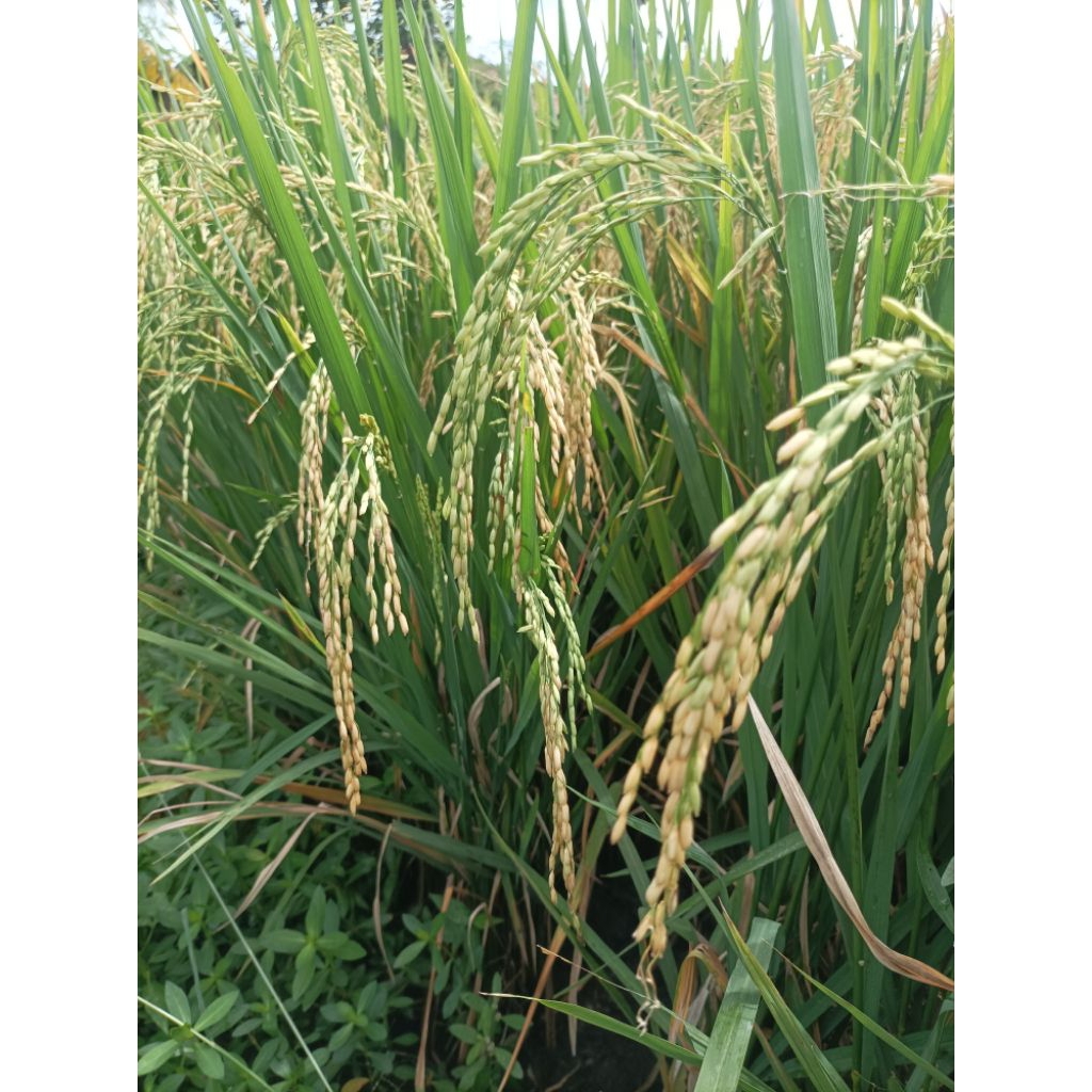 benih padi ir64 label putih